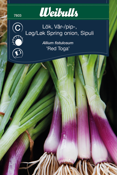 Vårløk 'Red Toga'